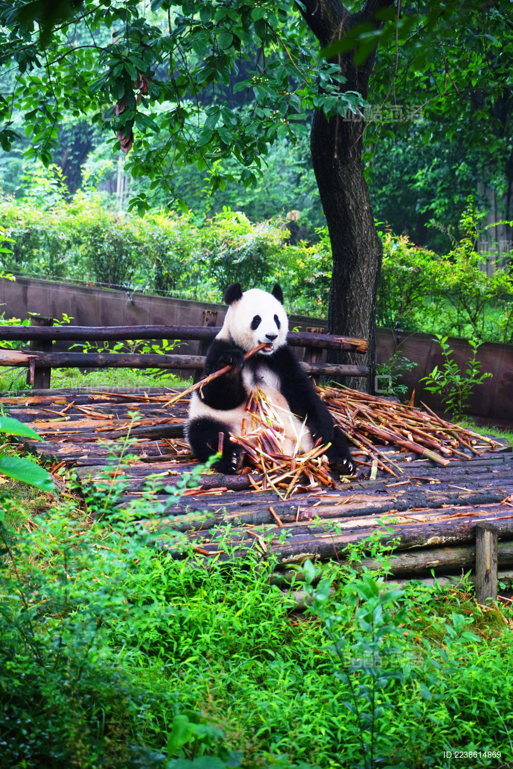 Chengdu 5-Day Tour: Pandas, Buddhism & Ancient Charm