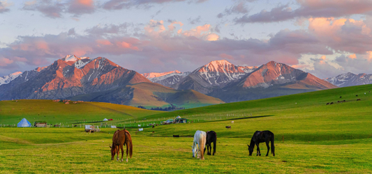 Ili 7-Day Explorer: Sayram Blue & Swan Lake Mist