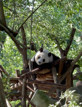 Chongqing; Chengdu 5-Day Tour: Culture, Pandas &amp; Urban Charms