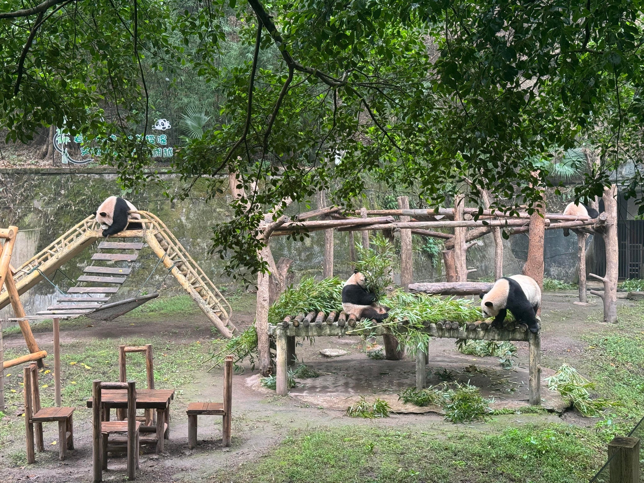 Chongqing 5-Day Tour: Pandas, Cultural Heritage & Mountain-City Wonders